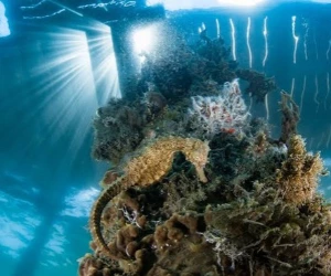 Ocean acidification