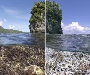 Ocean acidification