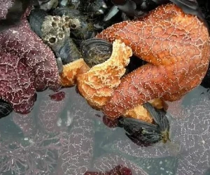 Ocean acidification and the marine food