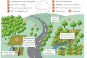 Soil, Runoff, and Local Climate
