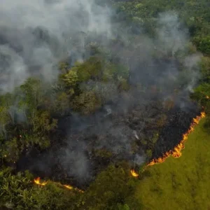 What Is Deforestation