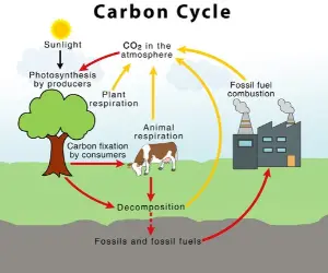 Carbon dioxide and the carbon cycle
