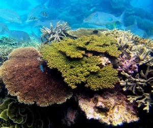 corals and coral reefs