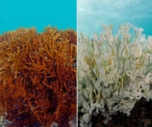 ocean acidification