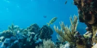 How Do Oceans Absorb Carbon Dioxide?
