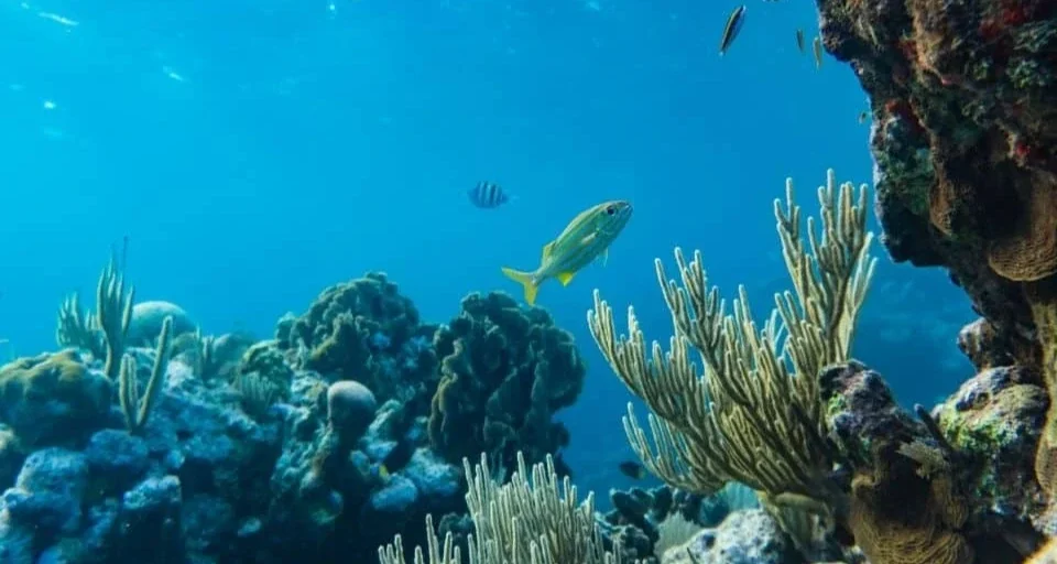 ocean acidification