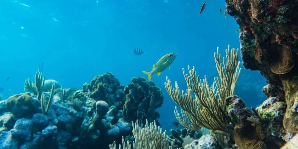 ocean acidification