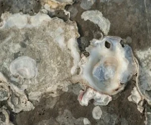 shellfish and plankton