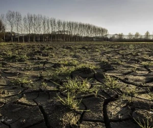 vegetation increase urban heat