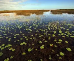 water, plants, animals, and ecosystems